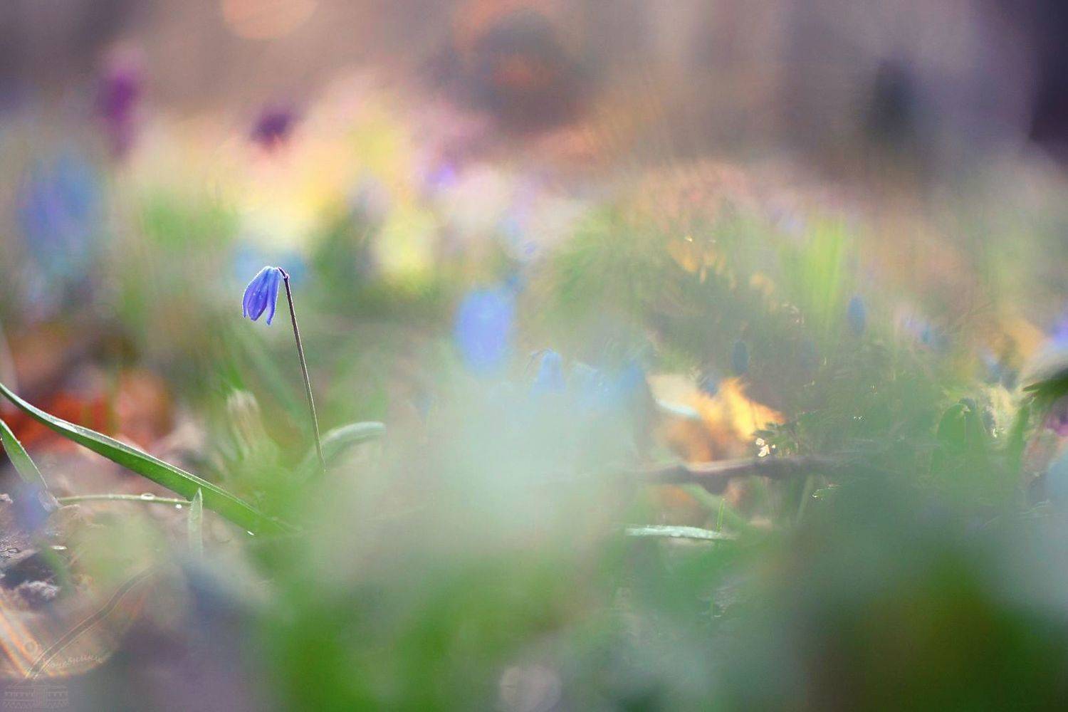 макро,цветы,макросъёмка,macro,flowers,spring,весна, Юлия Абрамова