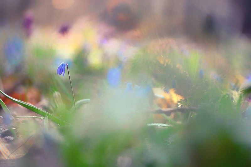 макро,цветы,макросъёмка,macro,flowers,spring,весна Покрывало весны фото превью