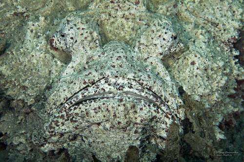 Лицо или Морда