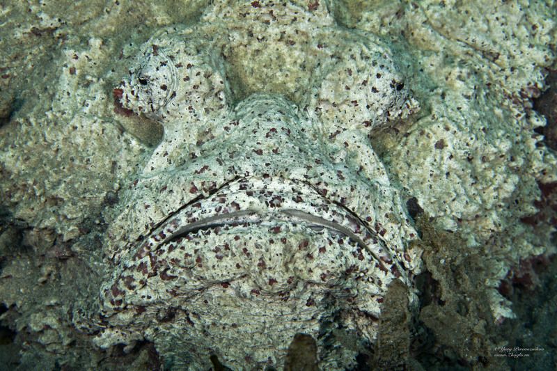 подводное фото подводный мир хургада египет жогло zhoglo красное море Лицо или Морда фото превью