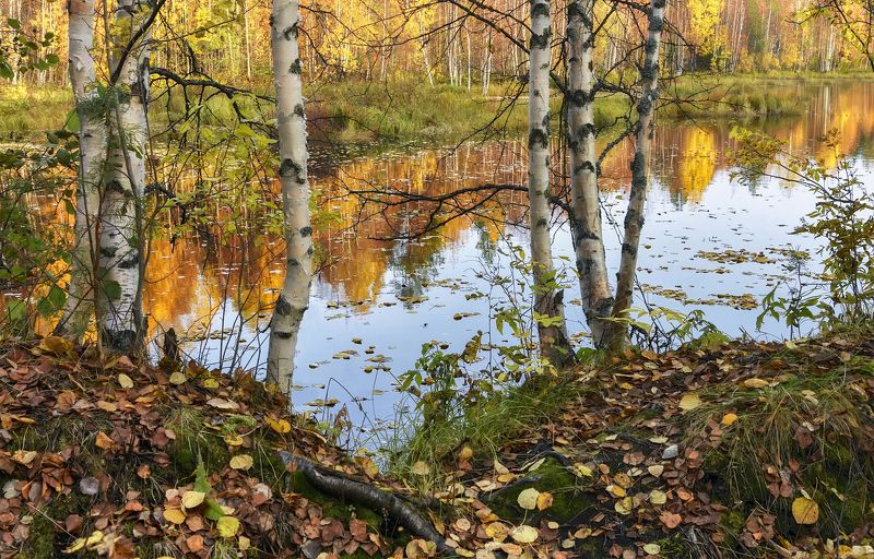 осень сентябрь река берег вода листья отражения березы кусты деревья тишина Осенняя зарисовка фото превью