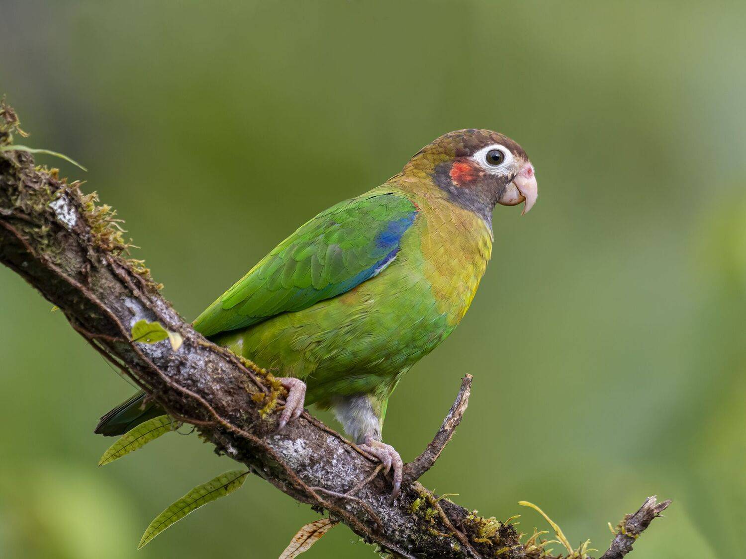 , Fernando Burgalin Sequeira