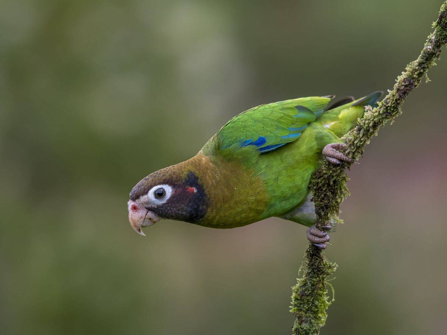 , Fernando Burgalin Sequeira