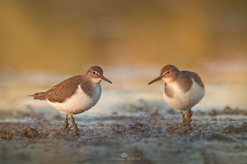 Brodziec piskliwy фото превью