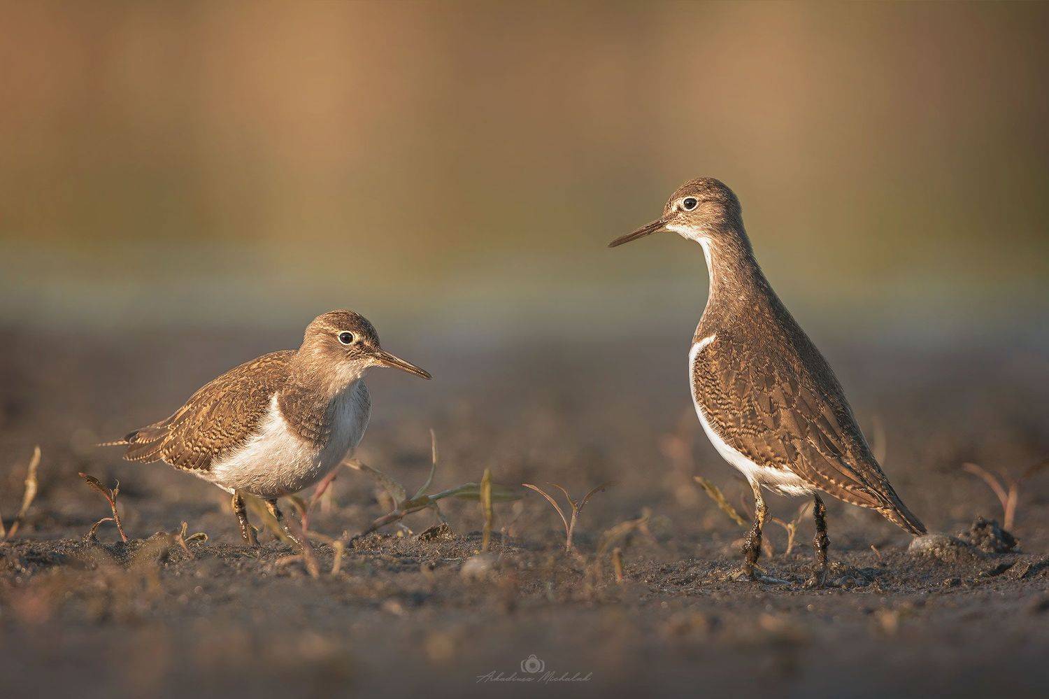 , Arkadiusz Michalak