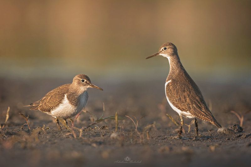 Brodziec piskliwy фото превью