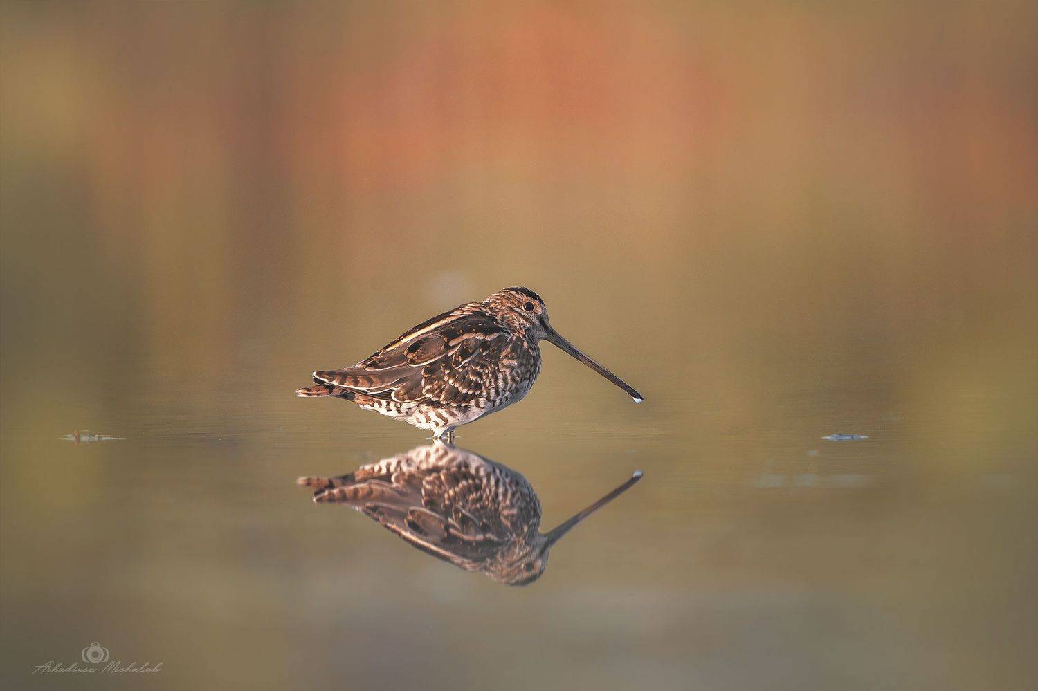 , Arkadiusz Michalak