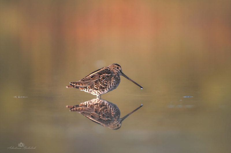 Kszyk (Gallinago gallinago) фото превью