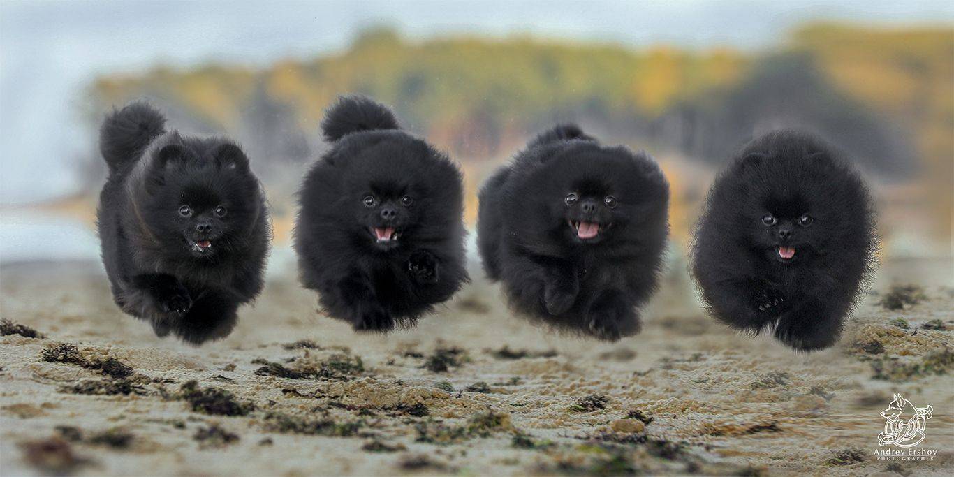 , Андрей Ершов