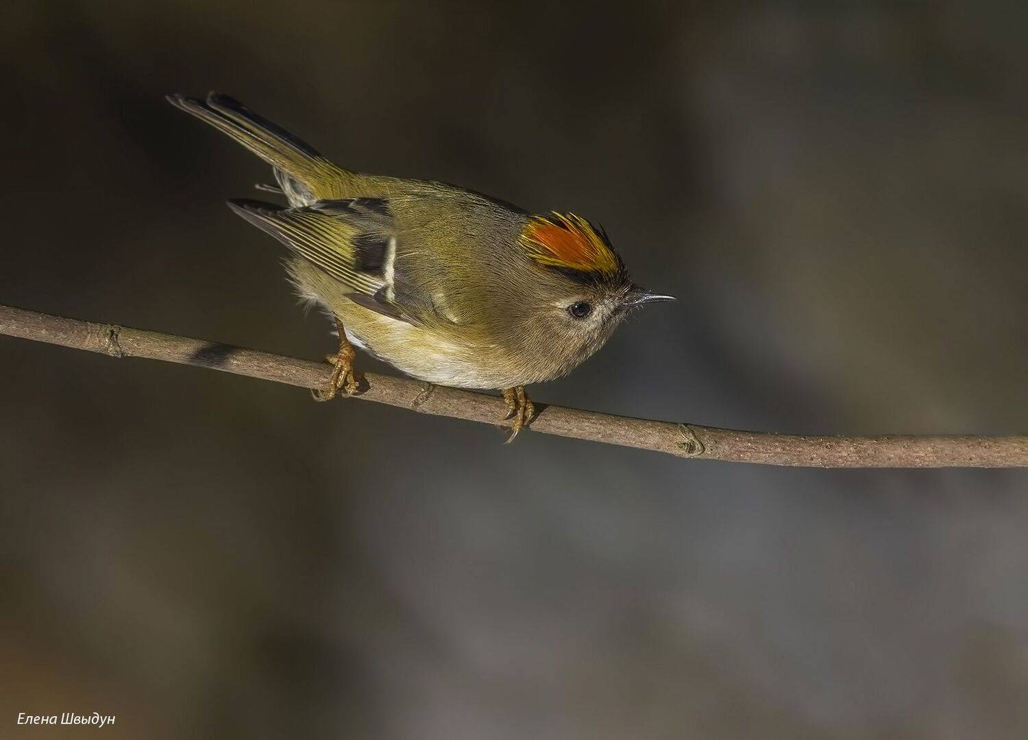 bird of prey, animal, birds, bird,  animal wildlife,  nature,  animals in the wild,  goldcrest, королёк, желтоголовый королёк, птицы, птица, Елена Швыдун