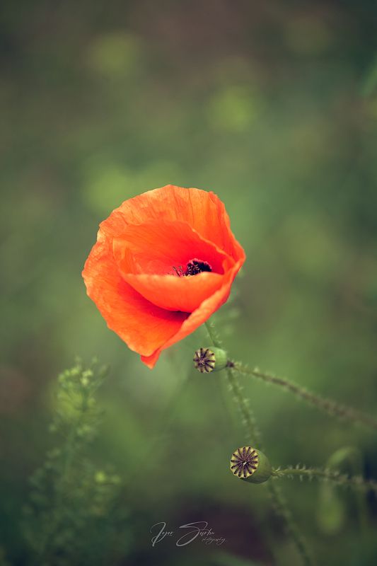 In memory of summer фото превью