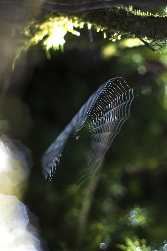 осень, пейзаж, паутина, природа Осенняя фото превью