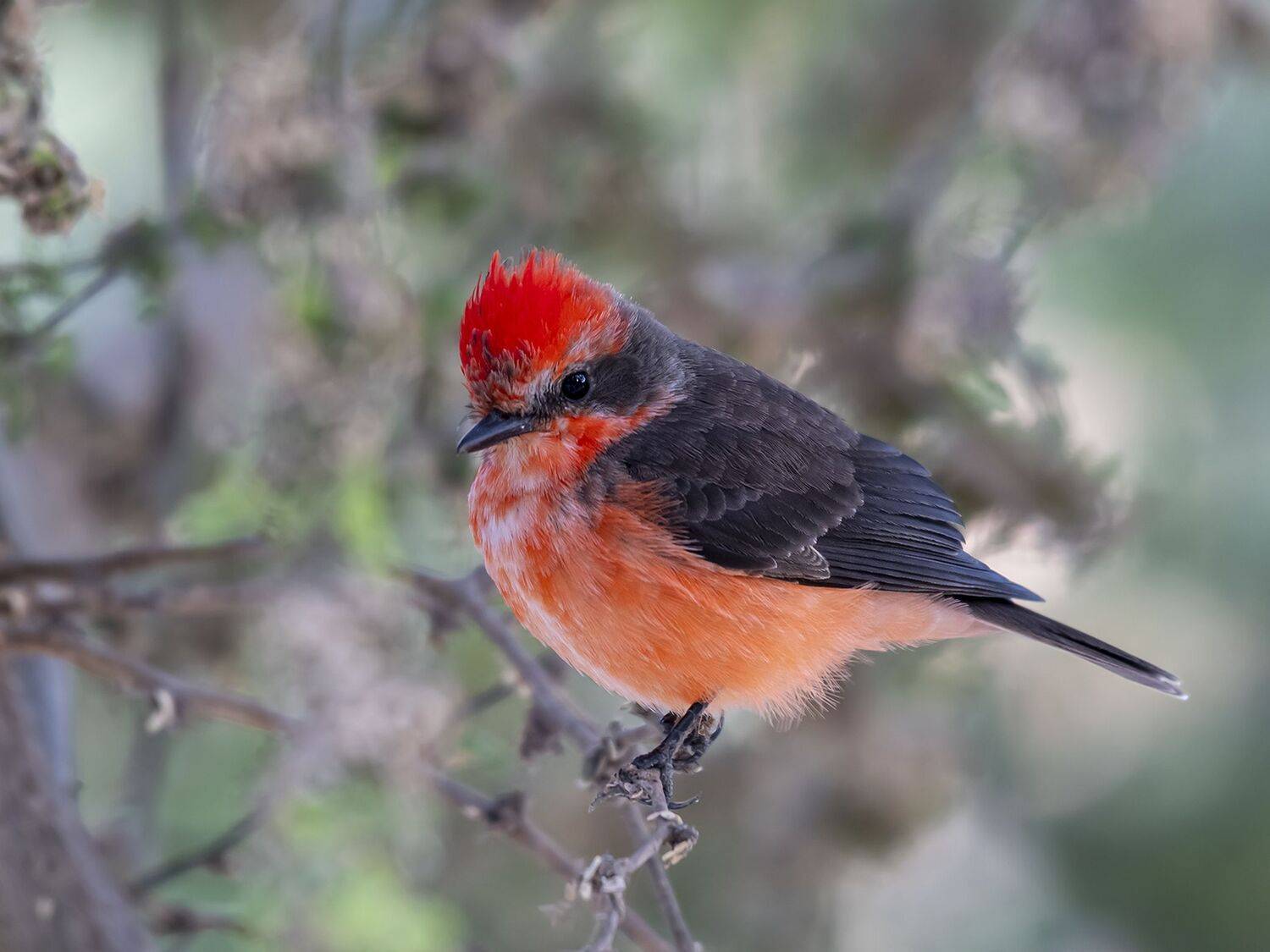 , Fernando Burgalin Sequeira