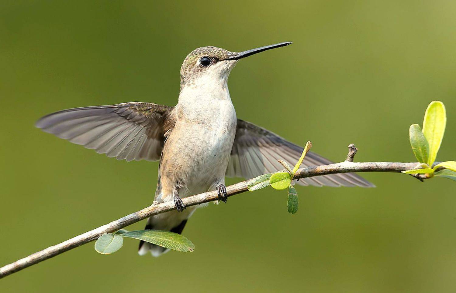 колибри,ruby-throated hummingbird, hummingbird, Elizabeth Etkind