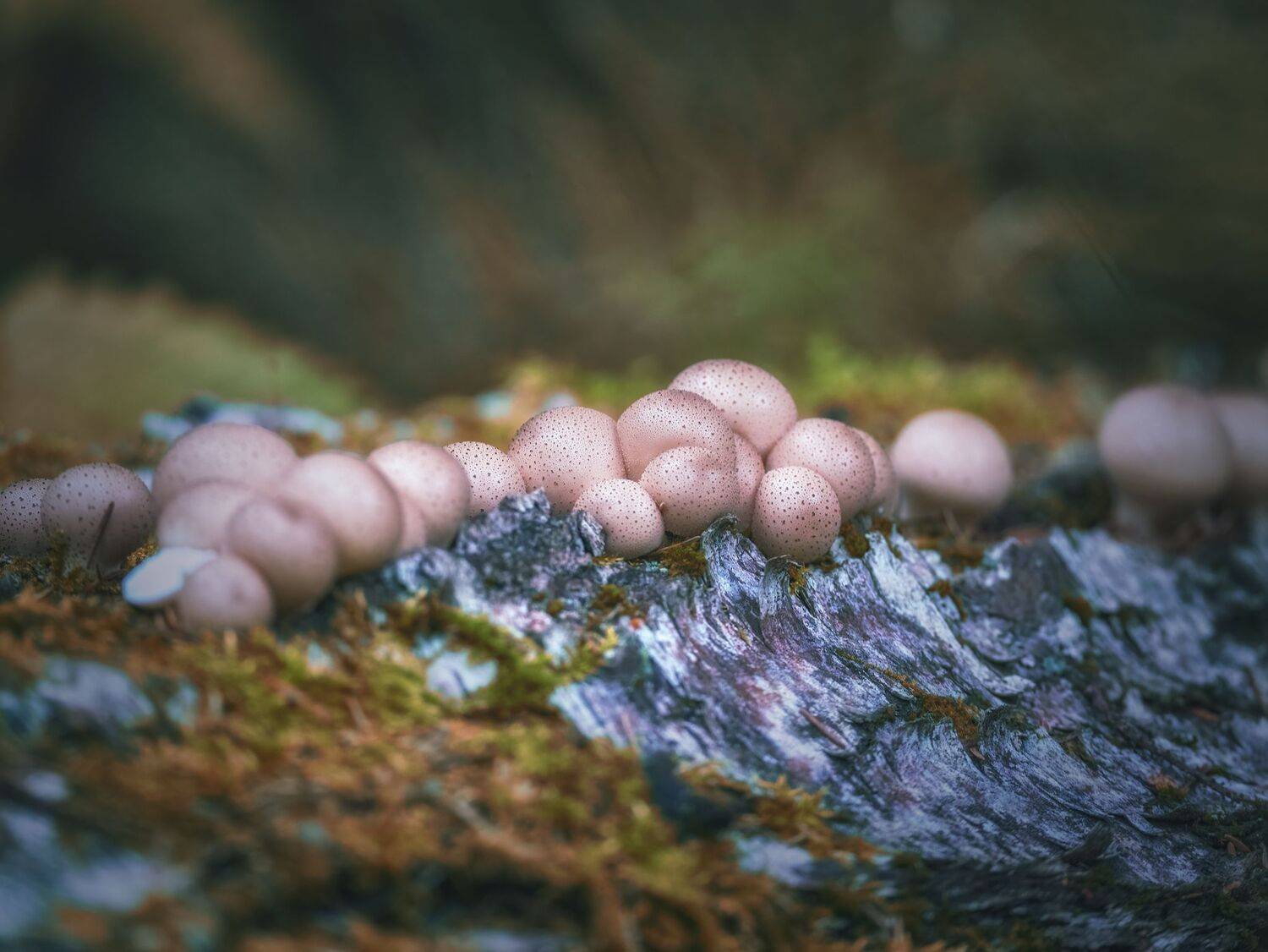 , Константин Дэм