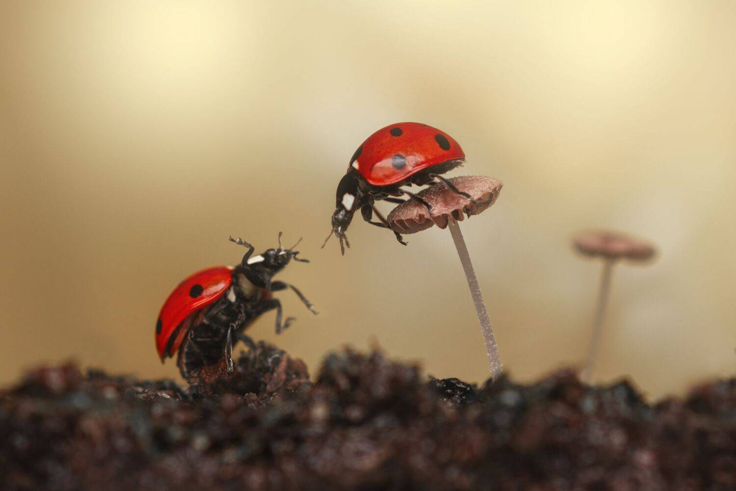 ceclii, nikon d5600,macro, Tsvetan Ganev