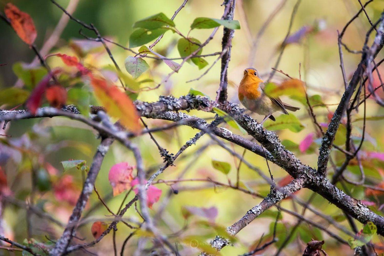 , Станислав Аристов
