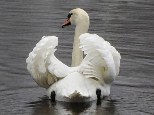 WHITE swans in the blue pond water - a bird, animals in the wild