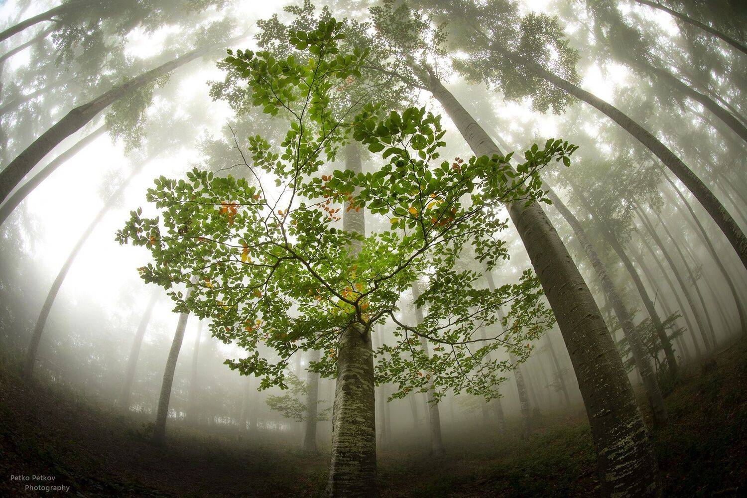 , Петко Петков