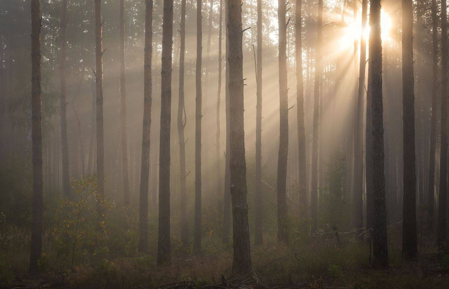, Дмитрий Захаров