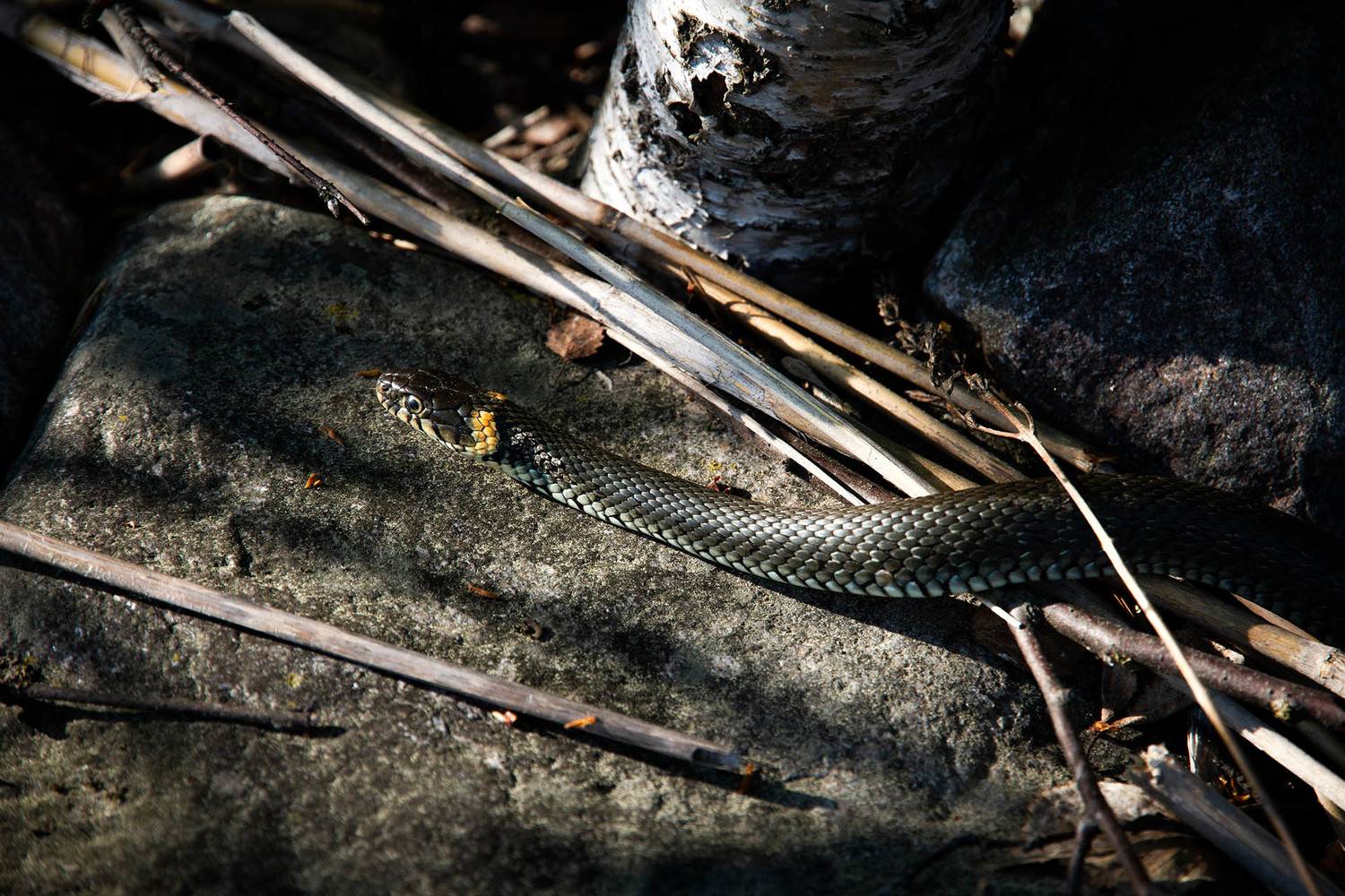 уж, грация, змея, ладога, природа,, Слащилина Нина