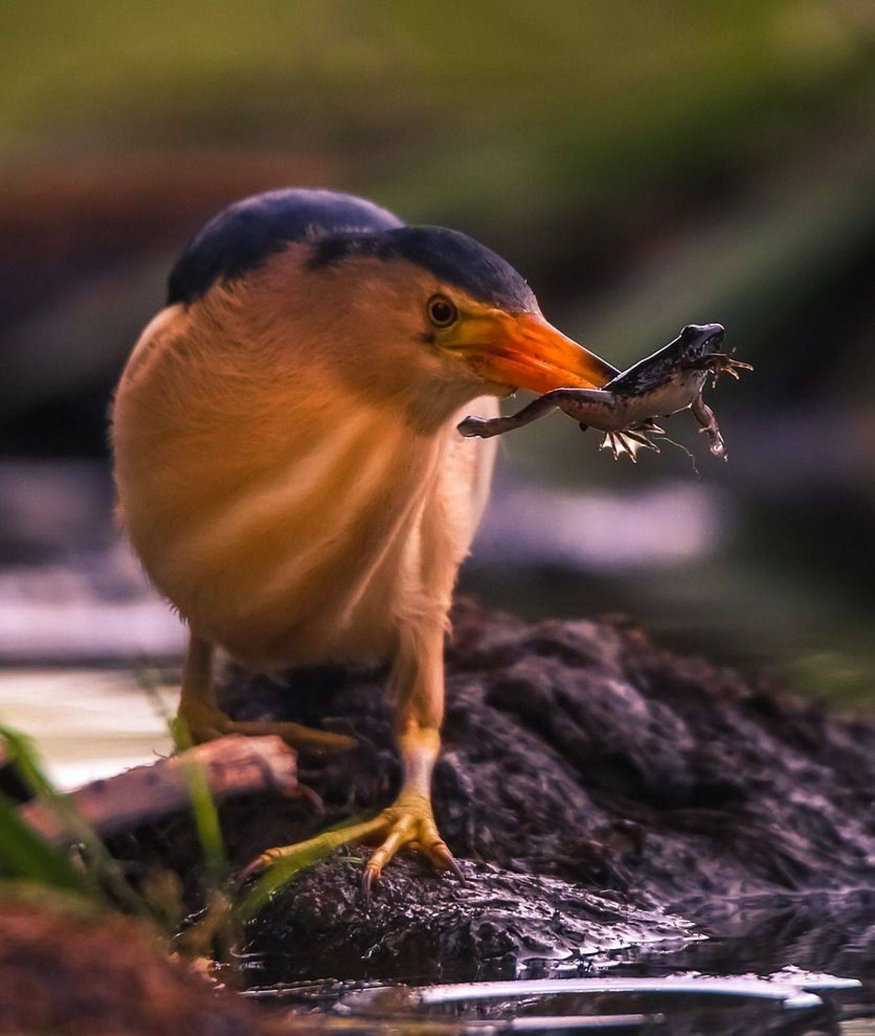 , Вячеслав Мищенко