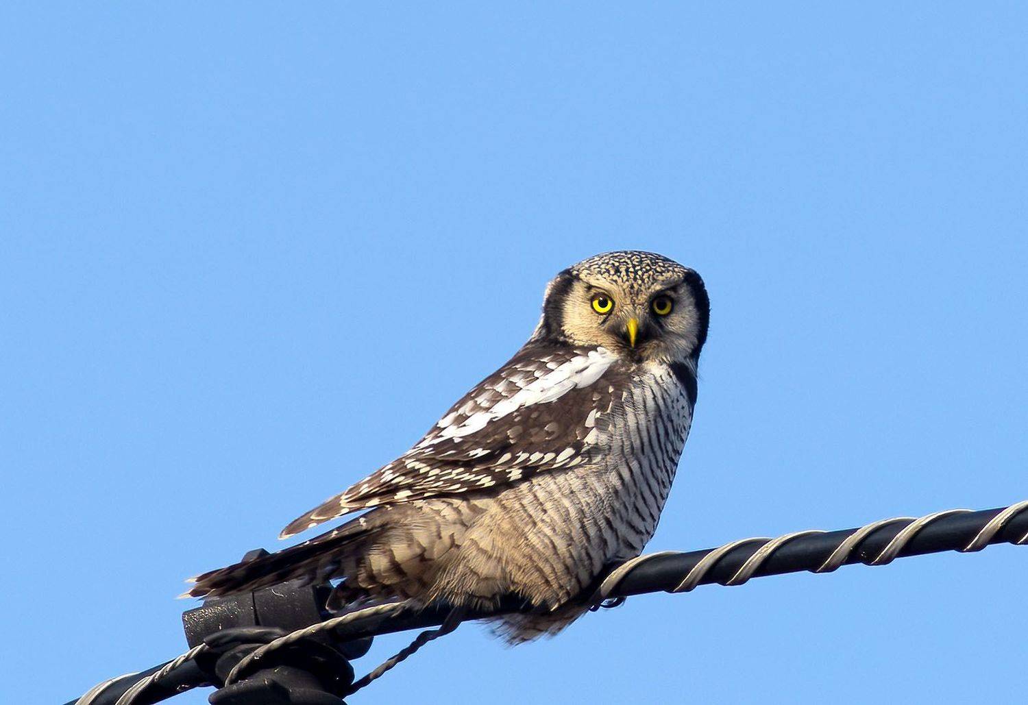 ястребиная сова,птицы,коми,печора,север,осень,лес,красота,анималистика,совы,кенон, Игорь Триер