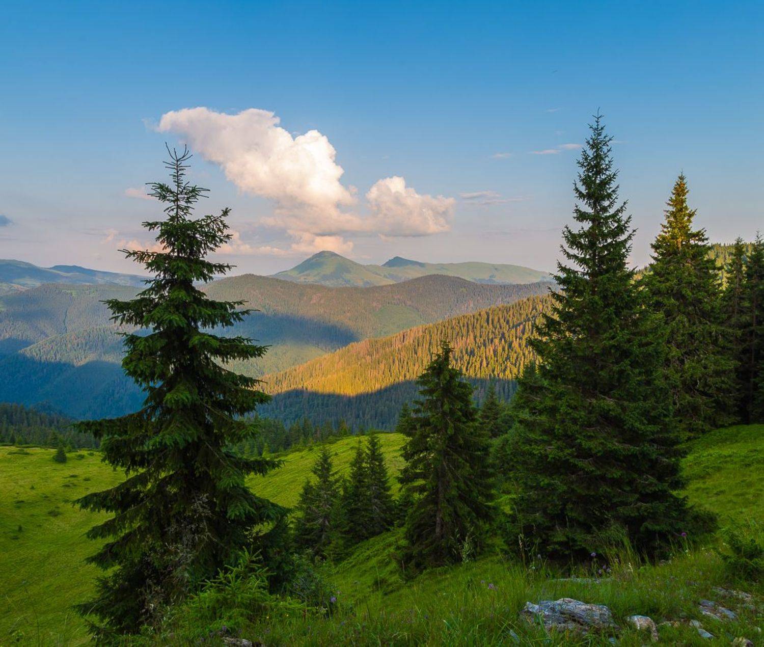, Александр Подрез