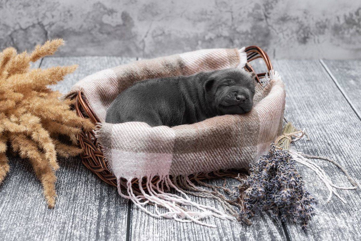 собака, животное, dog, тайский риджбек, щенок, Евгений Крутиков