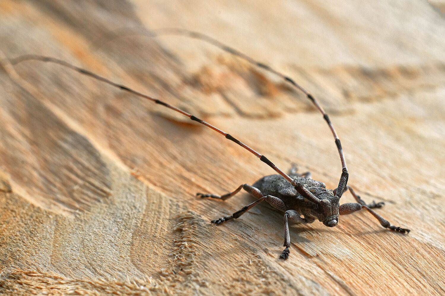 , Рут Андрей