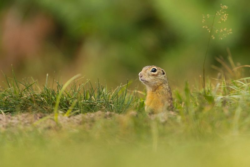 Spermophilus suslicus фото превью