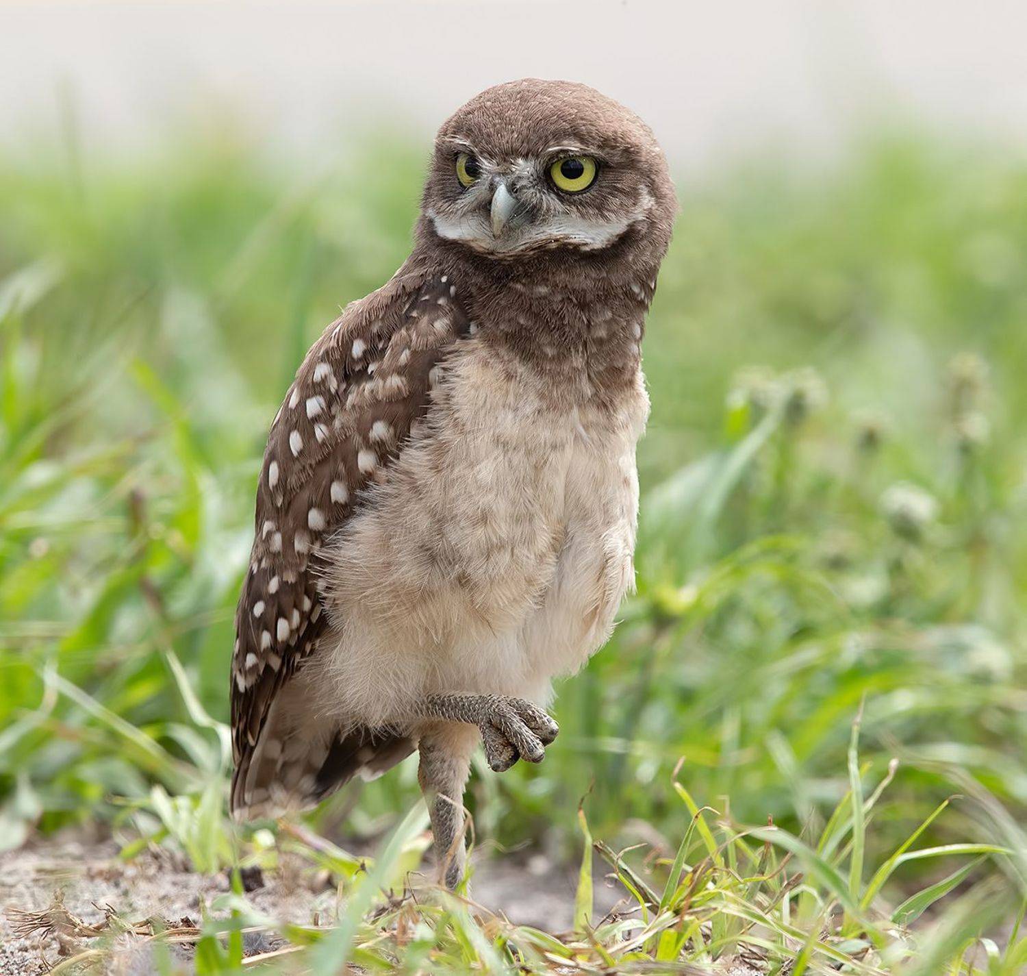 кроличий сыч, florida,burrowing owl, owl, флорида,сыч, Elizabeth Etkind
