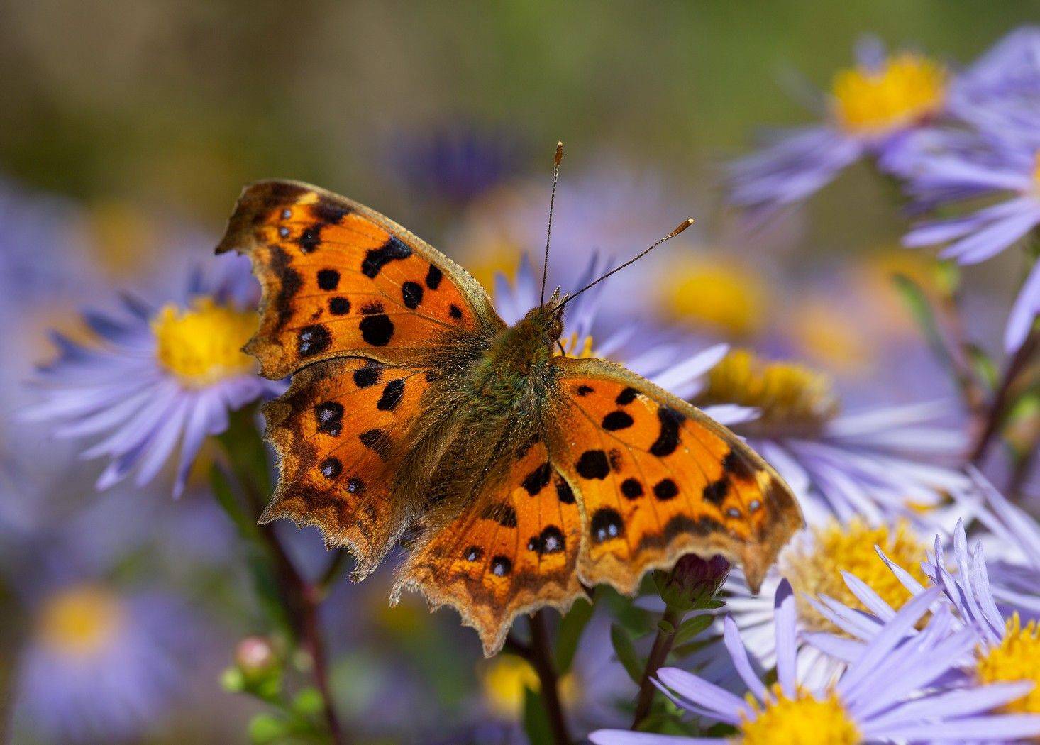бабочка углокрыльница с-золотое  астра  остров русский владивосток сентябрь, Евгений Слободской