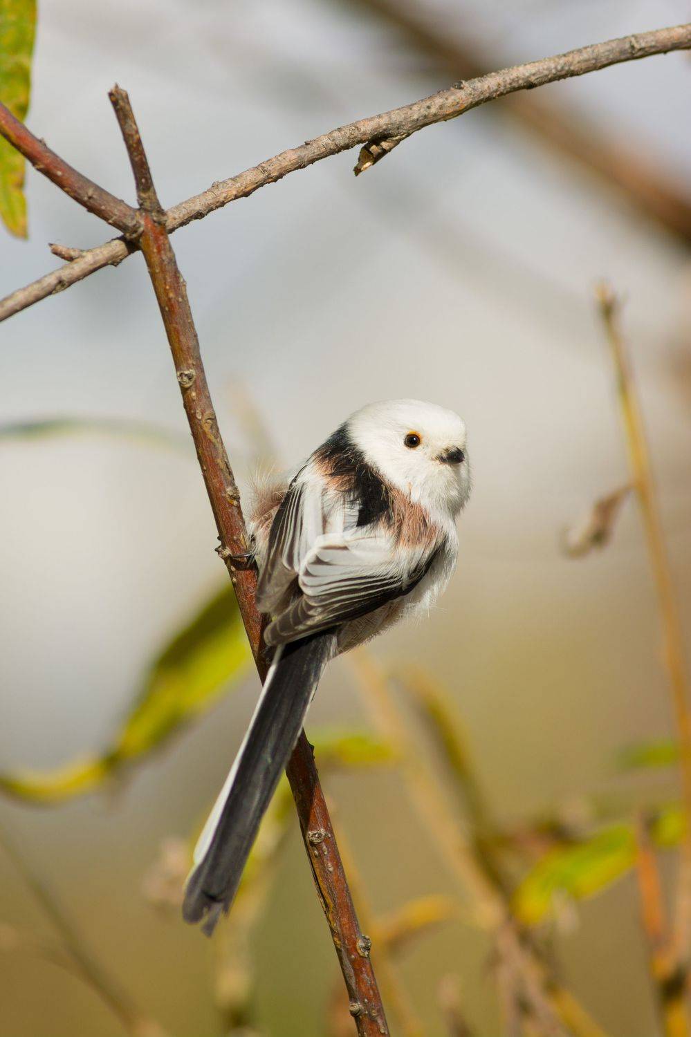 ополовник, длиннохвостая синица, Денис Воронов