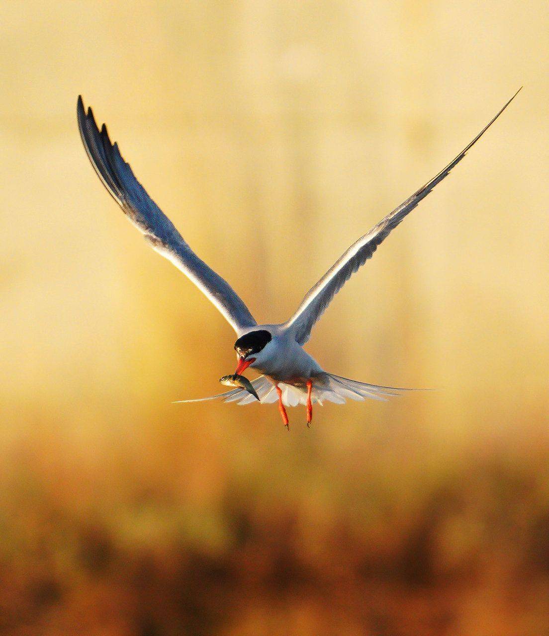 , Красимир Георгиев