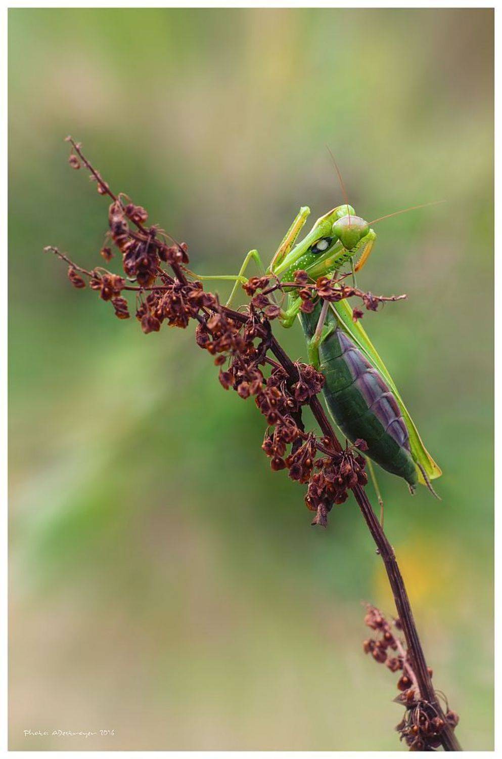 macro. nature, butterfly, close up, Ryszard Lal