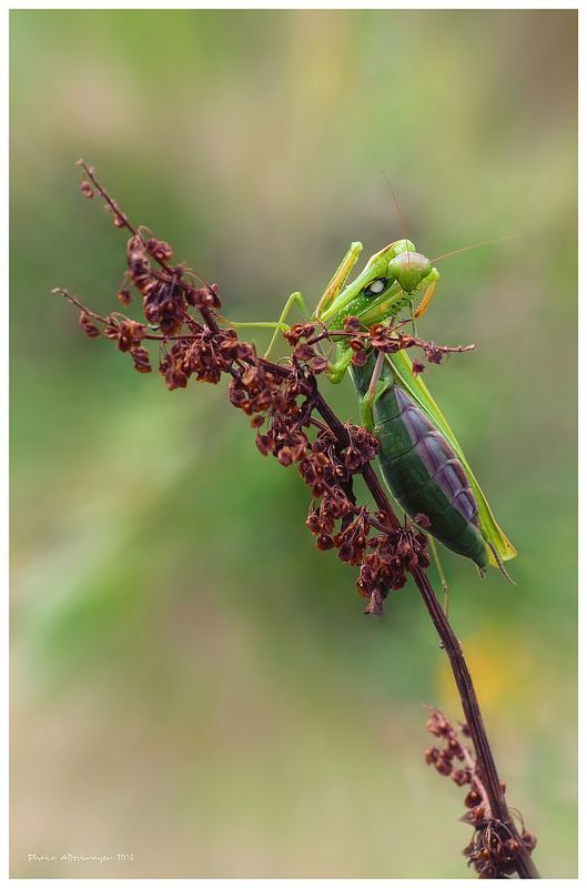 macro. nature, butterfly, close up I see you фото превью