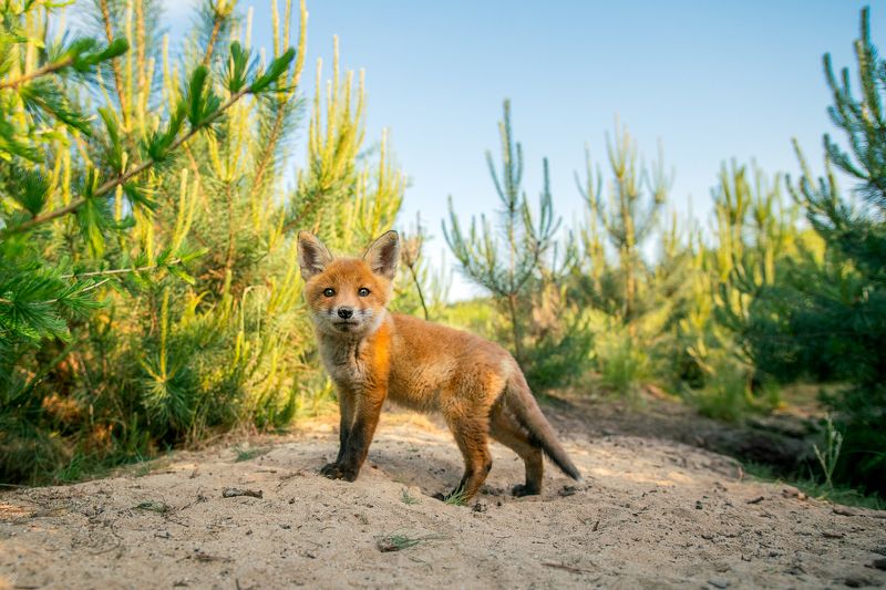red fox, wildlife, cute, рыжая лиса, дикая природа, милый That look фото превью