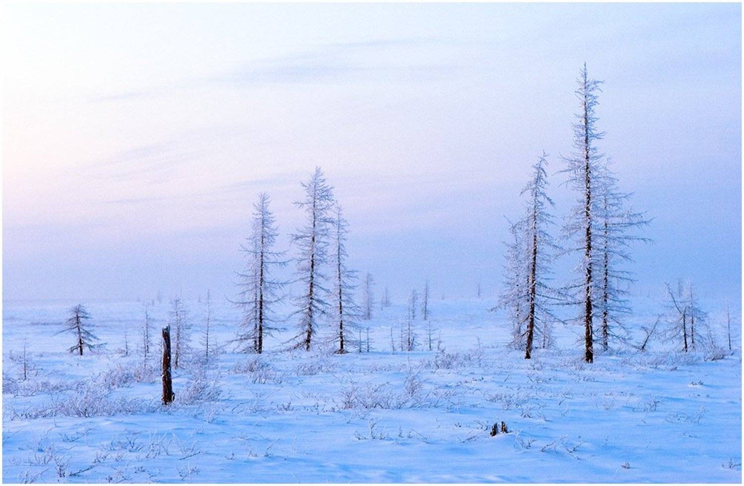 тундра, север, русский север, зима, холодно, иней, Евгений Никулин