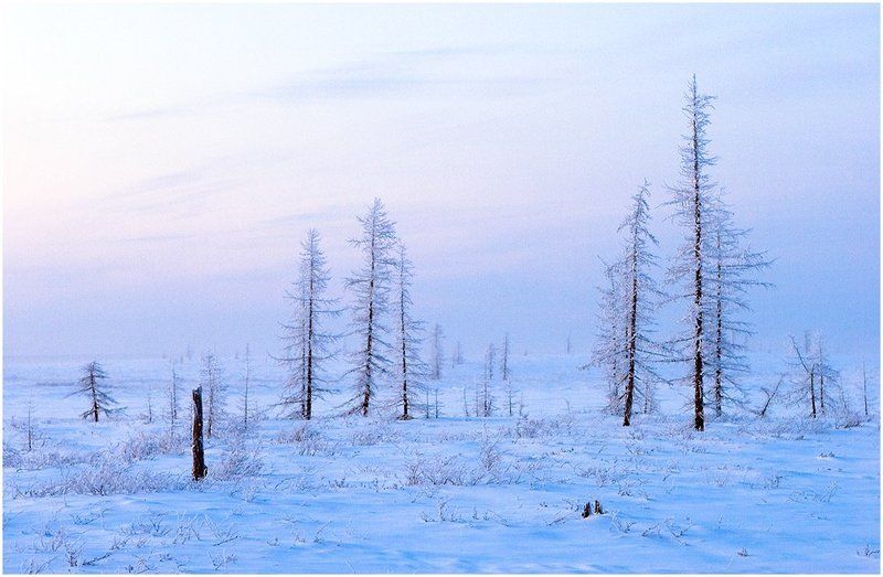 тундра, север, русский север, зима, холодно, иней Холодный край фото превью