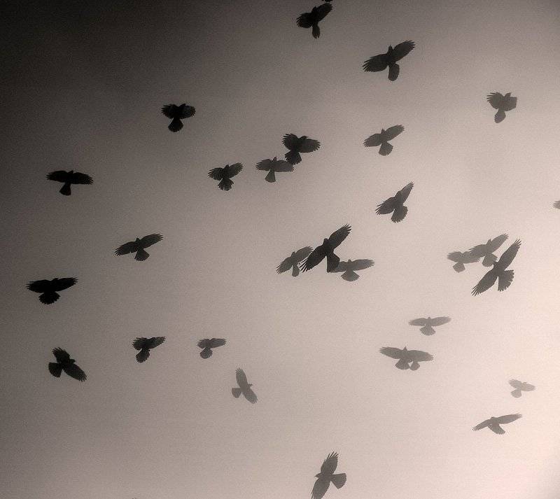 альпийские, вороны, Slowhill