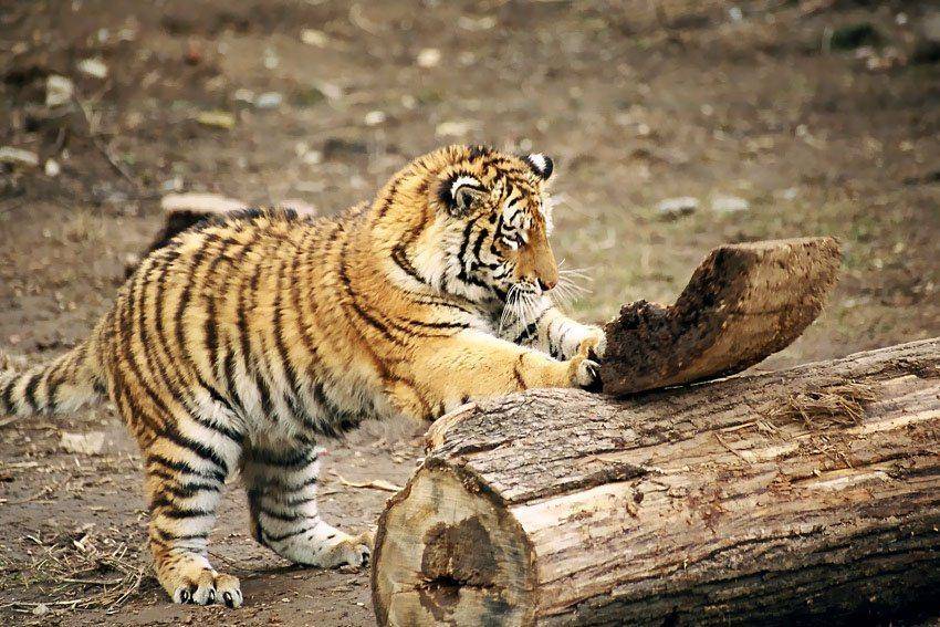 тигр, зоопарк, Григорий Иващенко