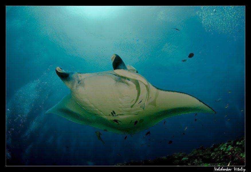 мальдивы, океан, манта, Vital