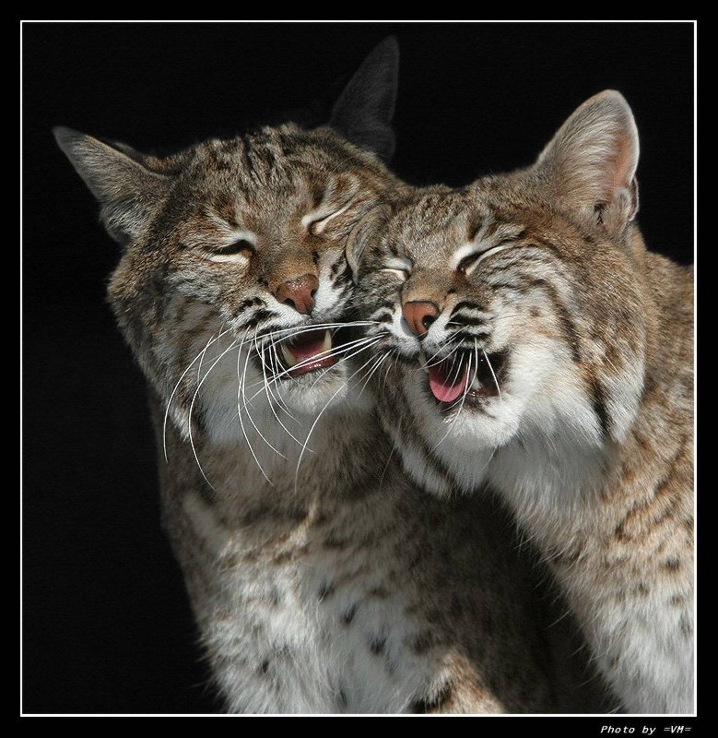 , Владимир Мешков