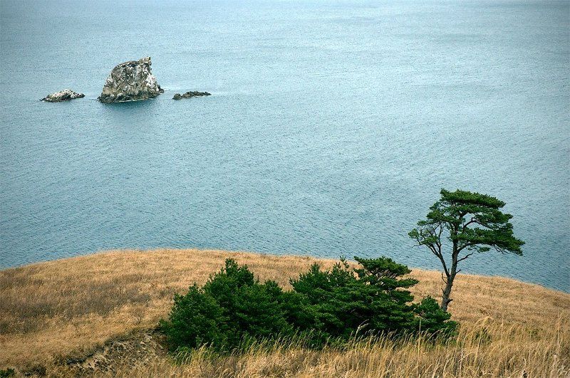 гамова, витязь, море, сосна, скалы  фото превью