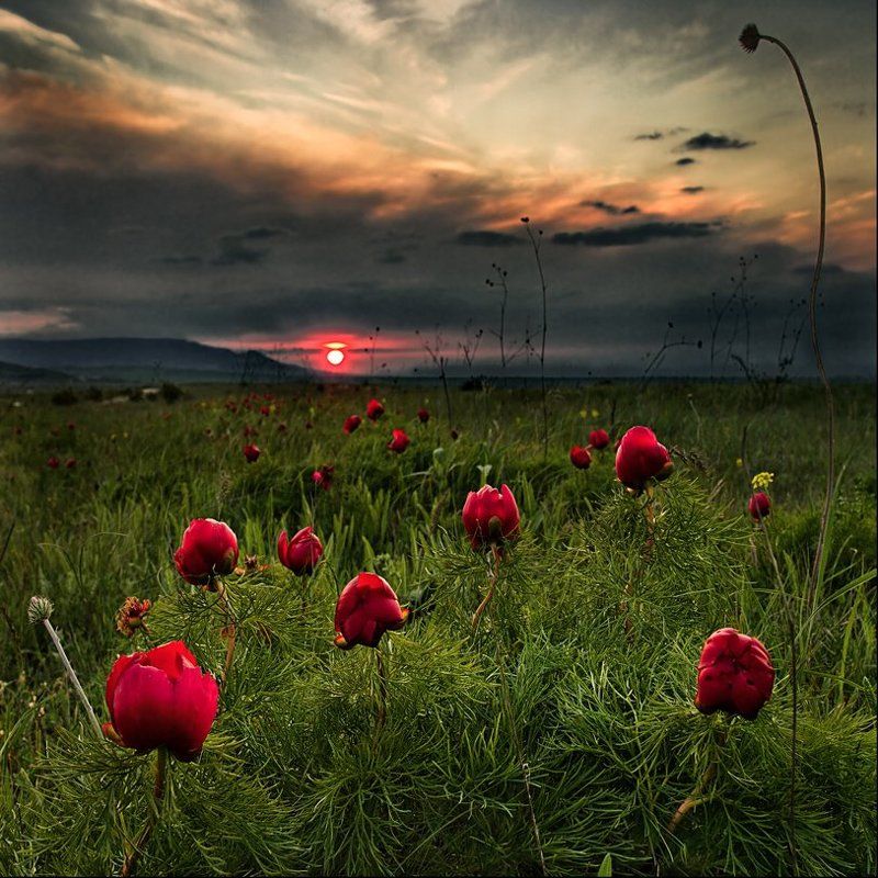 Дикие пиончики фото превью