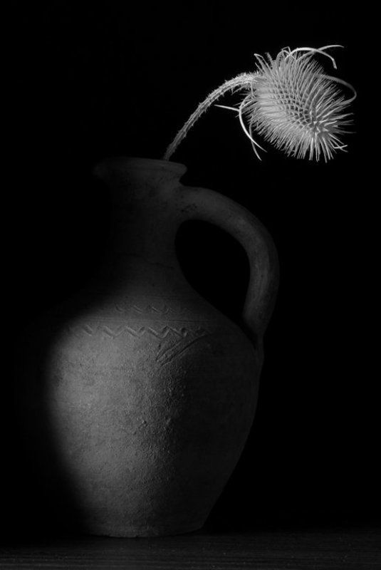 натюрморт Колючка фото превью