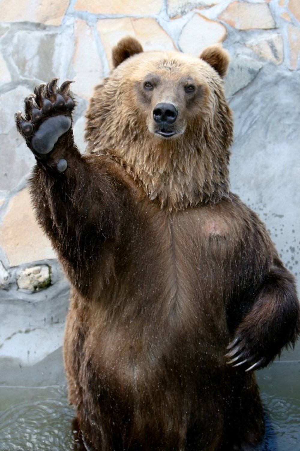 медведь, животные, юмор, Кучеров Евгений