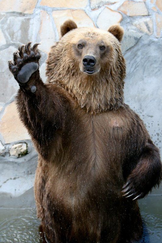 медведь, животные, юмор Превед! фото превью