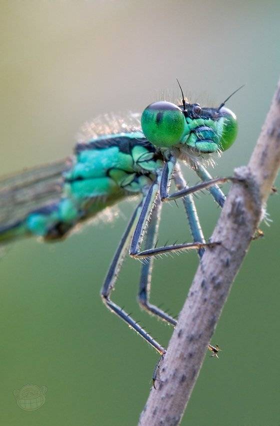 макро, стрекоза, красотка, утро, Amazon-san